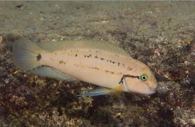 三湖慈鲷观赏视频,三湖慈鲷马鲷和蝴蝶