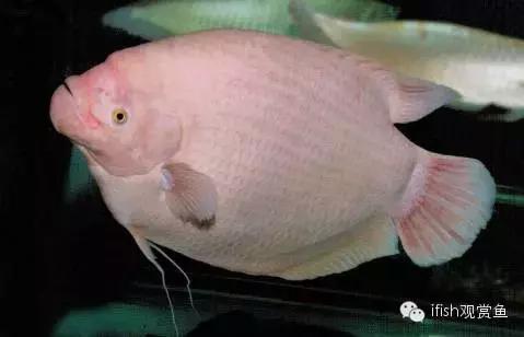 玩家“战船”哪能说翻就翻！