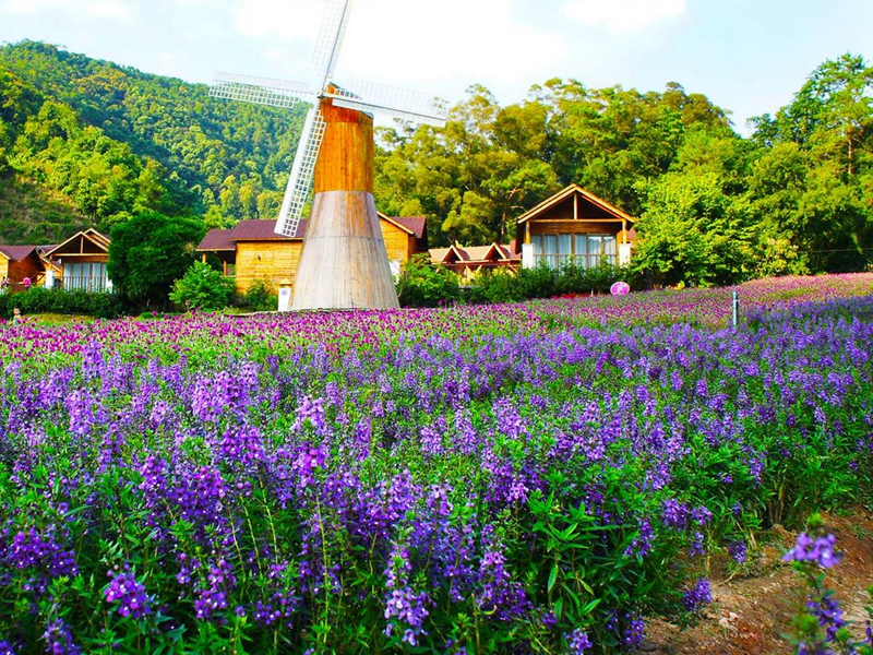 薰衣草扦插方法图解简单易学,已长花的薰衣草如何扦插