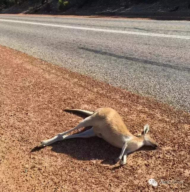 在澳洲租房车,租房车在澳洲