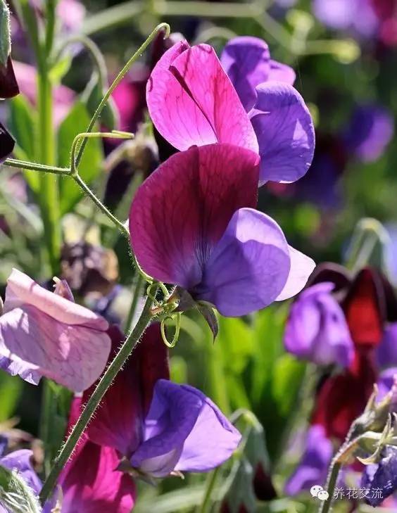 20种一二年生花卉,22种花朵