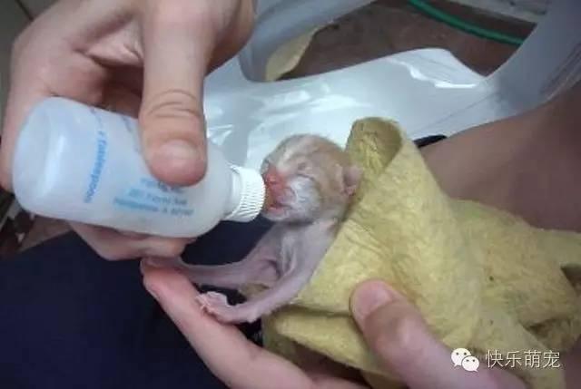 家里来了流浪小奶猫怎么办,家里来了猫怎么喂