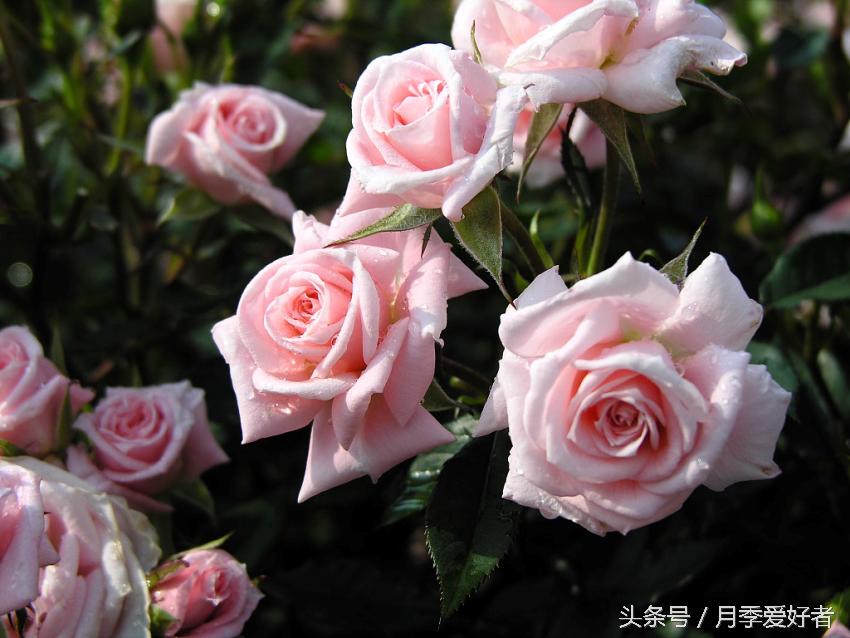 爬墙玫瑰月季与蔷薇区别,蔷薇和玫瑰都属于月季吗