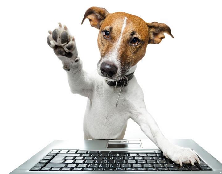 狗狗两三个月时总是乱尿正常吗,狗狗几个月突然倒地抽搐怎么办