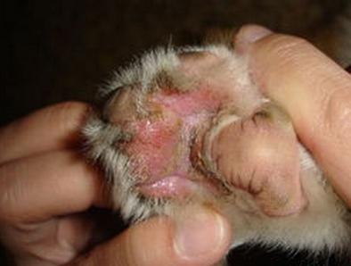 狗狗的脚掌发白是什么原因,狗狗脚掌肉垫红肿