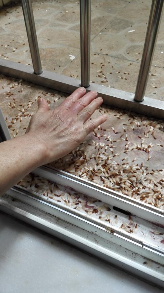 上河城白蚁成灾联名上书谁来管？春夏之际白蚁防治刻不容缓