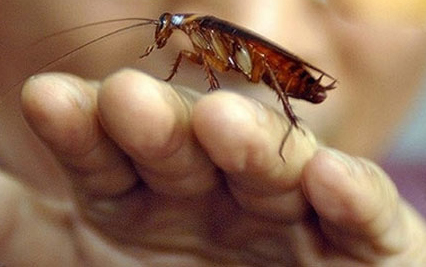 美国大蟑螂做的药水祛痘,蟑螂可以用来做什么药水