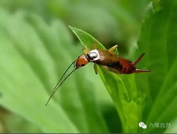 有没有本地人耳朵里钻进了蠼螋,蠼螋俗称耳夹子虫