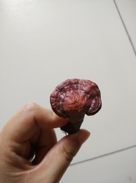 常见的小蘑菇有哪些,常见小蘑菇