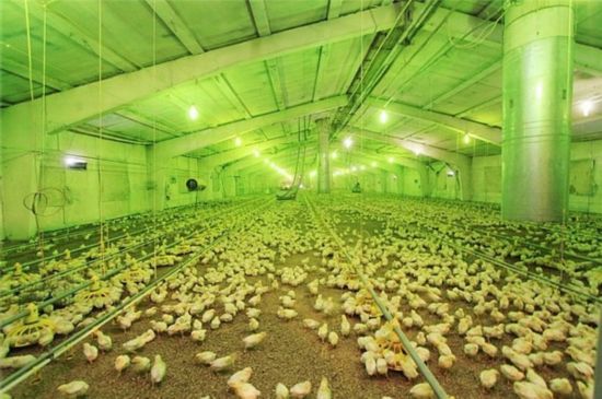 77％的人相信大多数的鸡肉里，添加了激素、类固醇