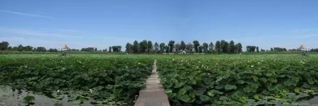 盘锦今年的夏天天气有多热,盘锦的夏天有什么风景