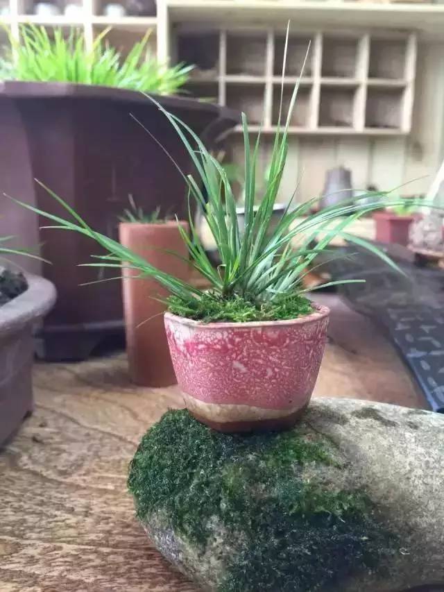 他身为美发师，却潜心钻研一株小草，短短2年竟成业界达人！