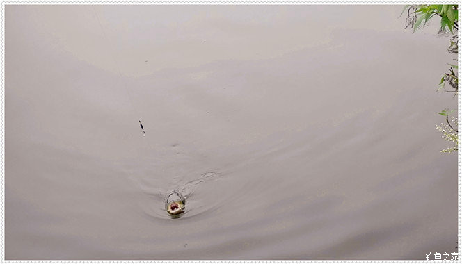 大雨一直下在鱼塘怎么钓草鱼,下大雨水库好钓草鱼吗