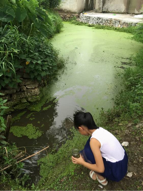 河里捞上来的小鱼叫什么,河里随便一捞就有一堆小鱼苗