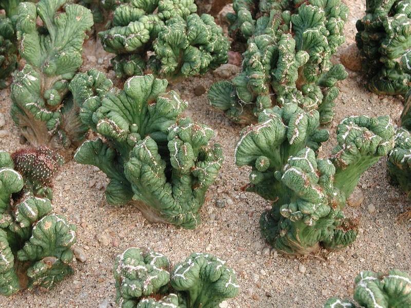 山影拳怎么养出那么怪的模样？教你杜绝病虫和开花