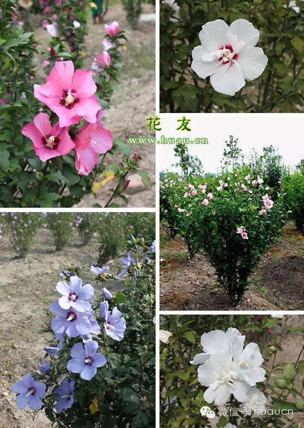 木槿的种植技术,木槿种植方法