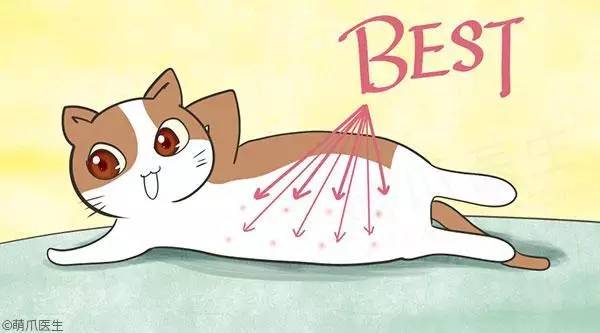 小奶猫用奶粉新手如何喂,怎么教新手猫喂奶