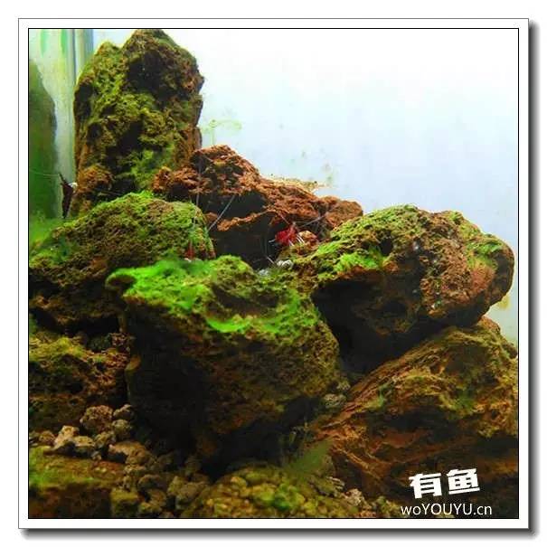 养虾死亡率高,养虾如何避免死亡