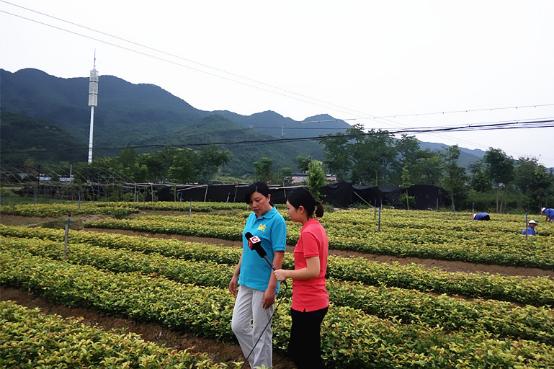 重庆电视台实地采访报道海博科技五色彩桂培育基地