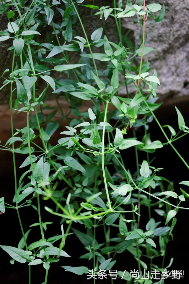 农村人用的红色染料是什么,人类最原始的染料