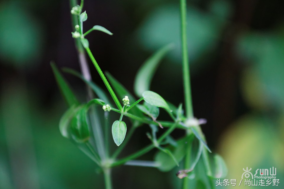 它是地之血，却还能止血，并且是历史悠久的植物染料！