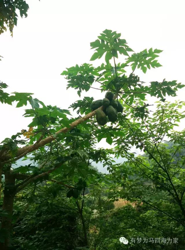 亚洲第一跨国大瀑布，淘宝掌柜环游旅行第十九集