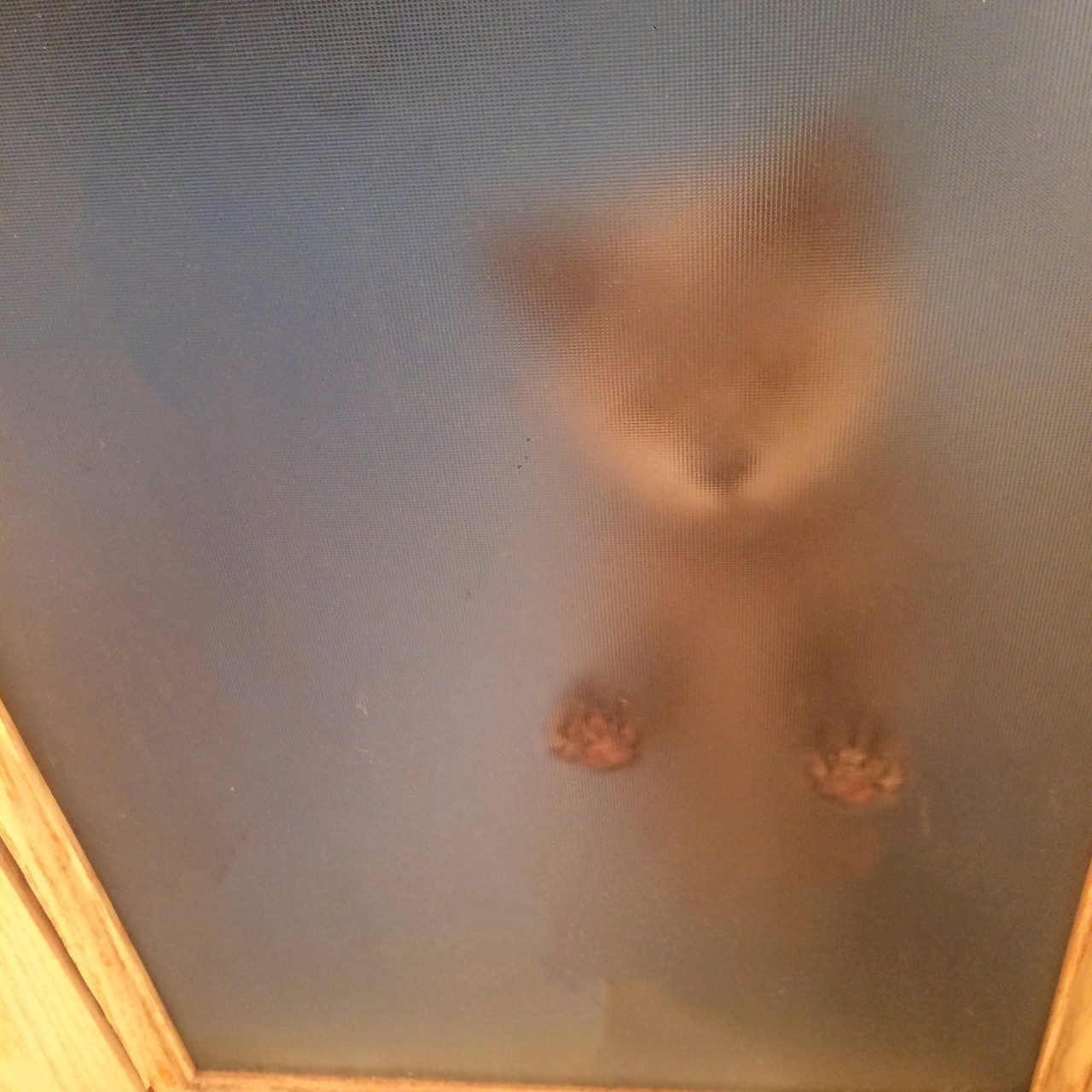 铲屎官血泪控诉，五大行为问题你家宠物有吗？