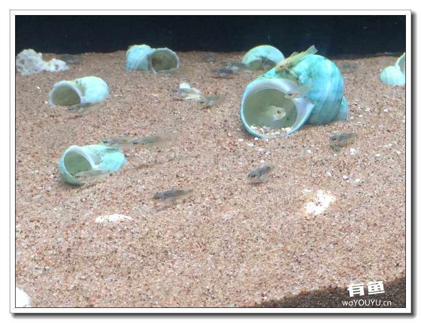 养了一个月的鱼突然大批死亡,斗鱼孵化后小鱼换水团灭