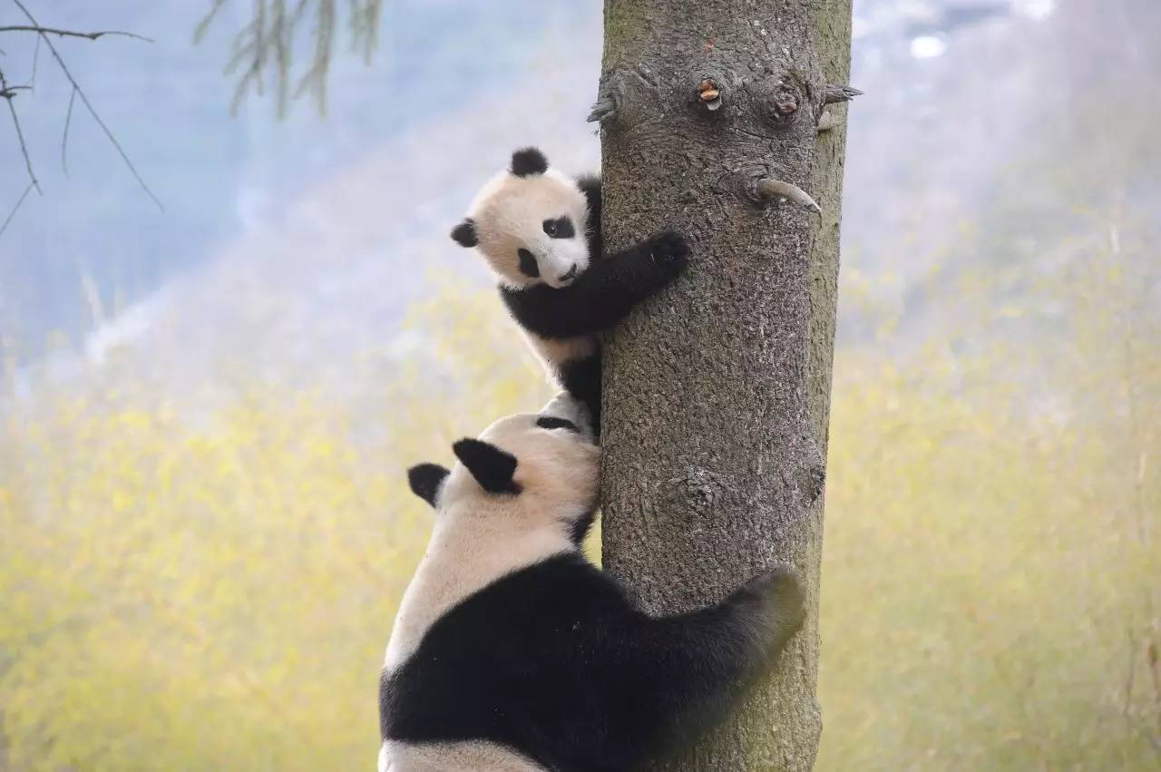 专访丨他说他的目标是拍一套熊猫有表情的照片