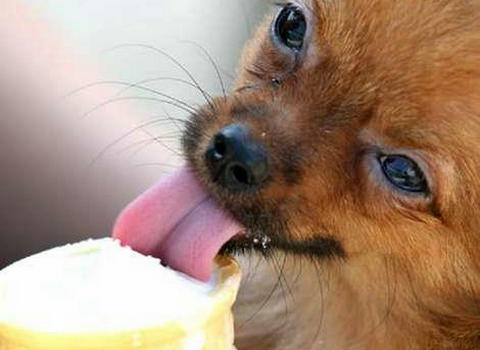 能跟狗狗一起吃一根雪糕吗,狗狗吃了雪糕棒怎么办