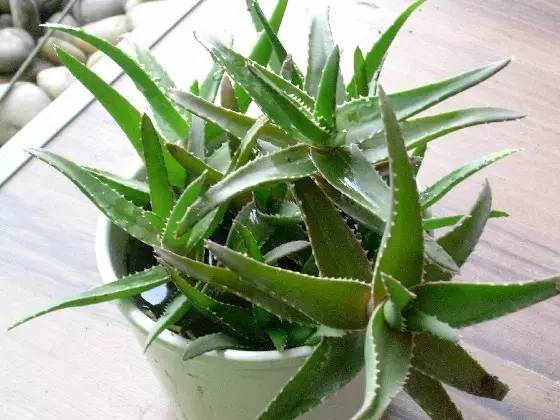 这个植物能治多种病,农村这些植物可都是宝