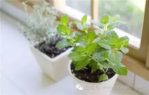 别扔！这种茶叶1秒就可以变废为宝！