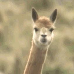 深圳一套房的(ju)钱(kuan),出国能买什么?看完懵B了