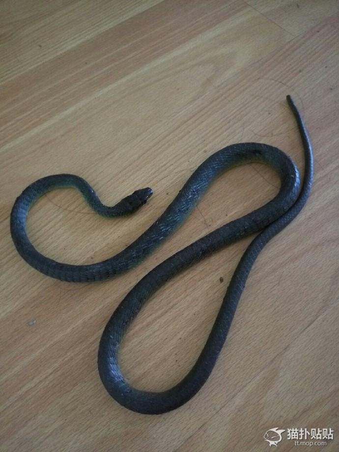 网友捡了一只老鼠,网友捡回来一只流浪猫