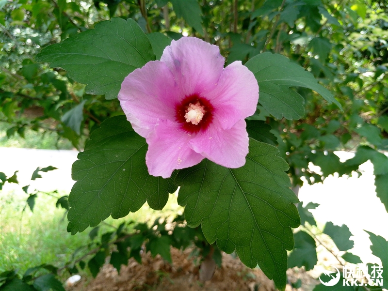 魅族mx6现在还值得买吗,1999魅族mx6