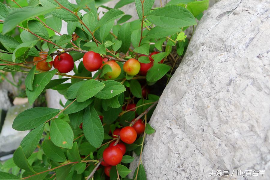 赛樱桃，像李子，摘到了小时候吃的野果儿
