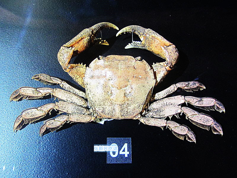 潮汕人腌制的螃蟹,潮汕人的腌制小河蟹