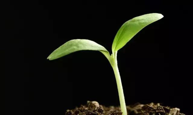 田地种的大果甜瓜,农场种植的甜瓜有二十多个品种