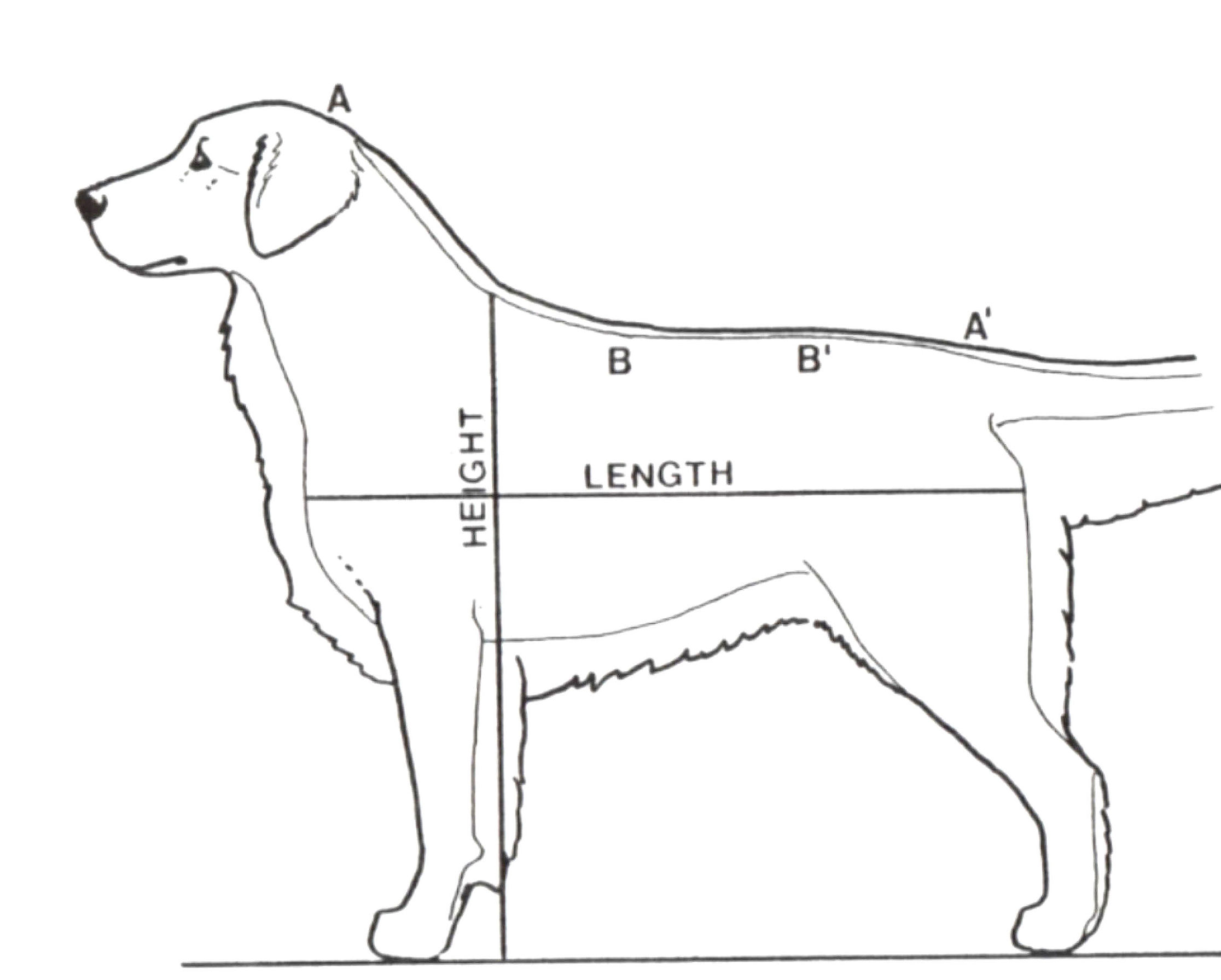 金毛的蓝皮书,金毛蓝皮书电子版