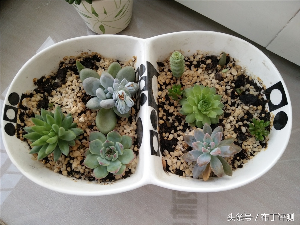 vivox71600万柔光双摄,vivox7拍照效果