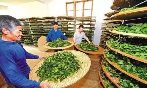 乌龙茶为什么都是大叶,乌龙茶为什么会有绿叶红镶边