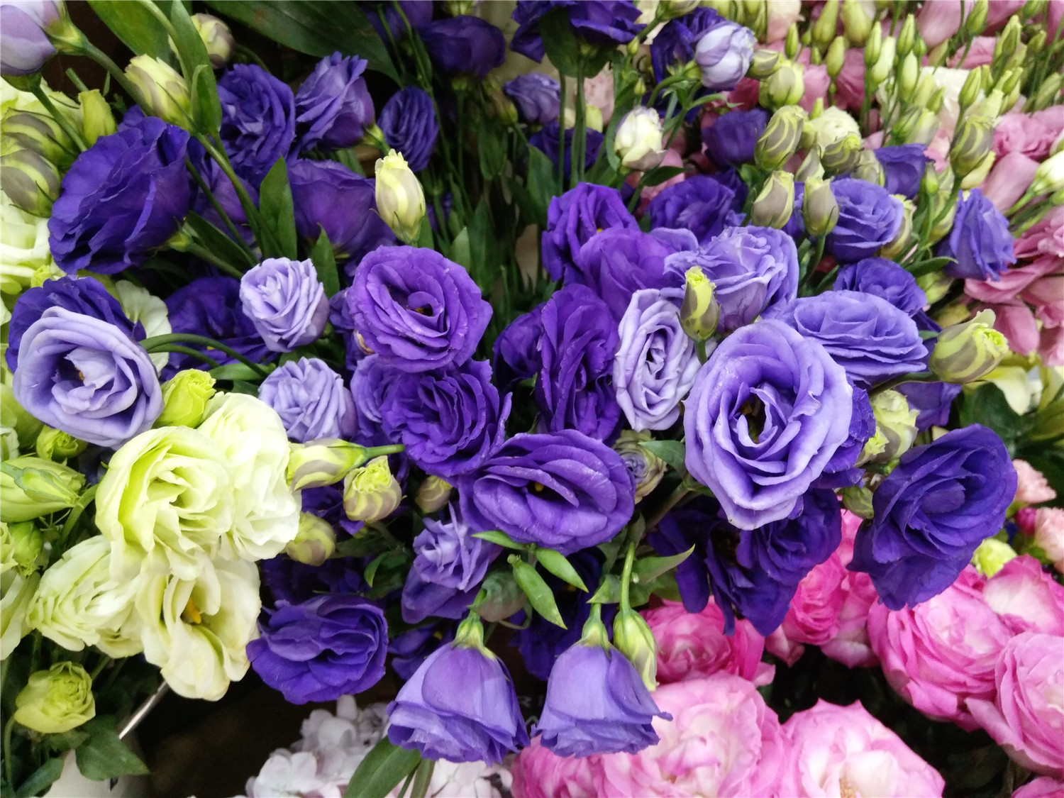 vivox7流光自拍照亮你的美,vivox7王者体验