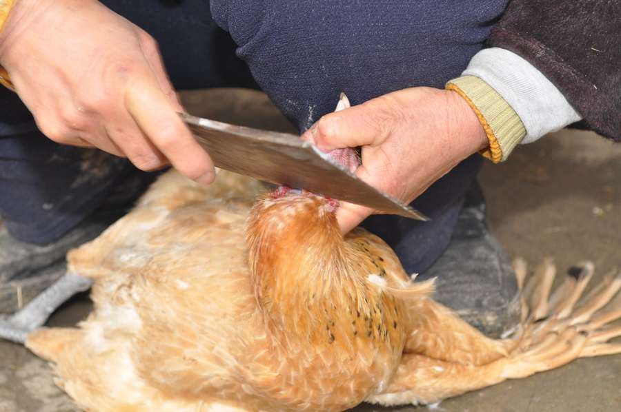 宜城炸仔鸡做法视频,正宗宜城干炸仔鸡