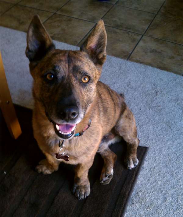 柯基和土狗的混血儿,马犬和柯基的混血后代