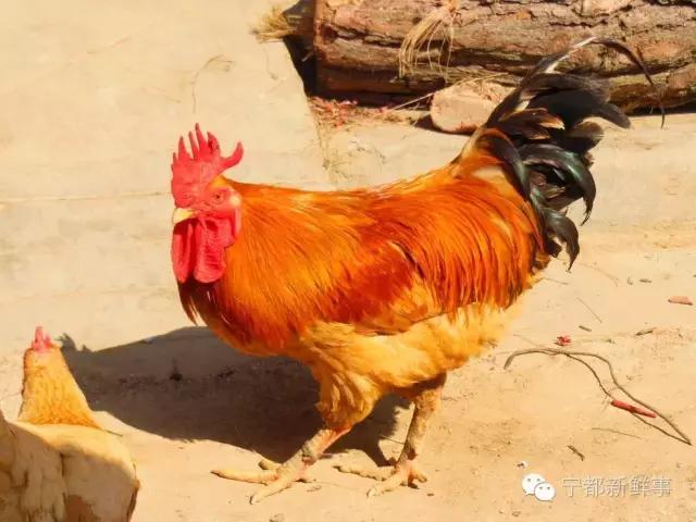 你是不是正宗的宁都人？一道题就能证明！