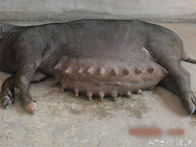 缩宫素可以打在母猪外阴吗,缩宫素对子宫有什么作用