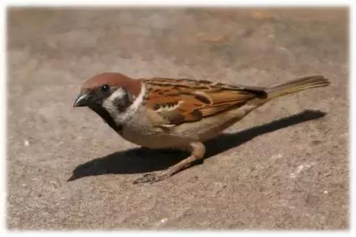 如果小鸟受伤了该怎么救助,发现受伤的小鸟应该怎么办