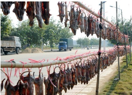 在广州老鼠肉会是一种佳肴,别恶心这只是一种文化!