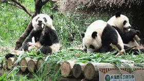 送福利！与其在家葛优躺，不如抢票来长隆参加熊猫三胞胎生日趴~