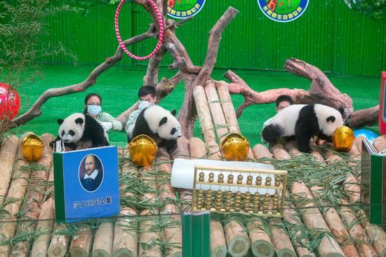 送福利！与其在家葛优躺，不如抢票来长隆参加熊猫三胞胎生日趴~